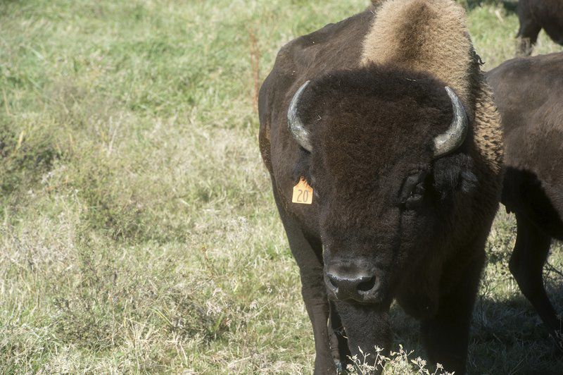Quapaw Nation welcomes more bison as part of federal program